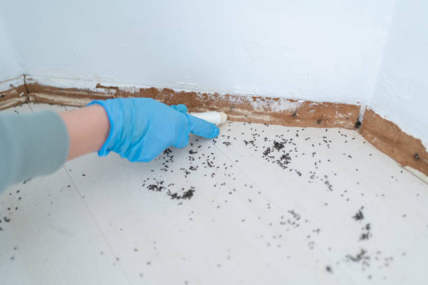Best Local Pest Control Services  in Glenolden, PA